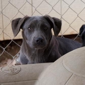 Enlarge Gracie, a Adoptable mixed breed in Delta, AL image 3/4