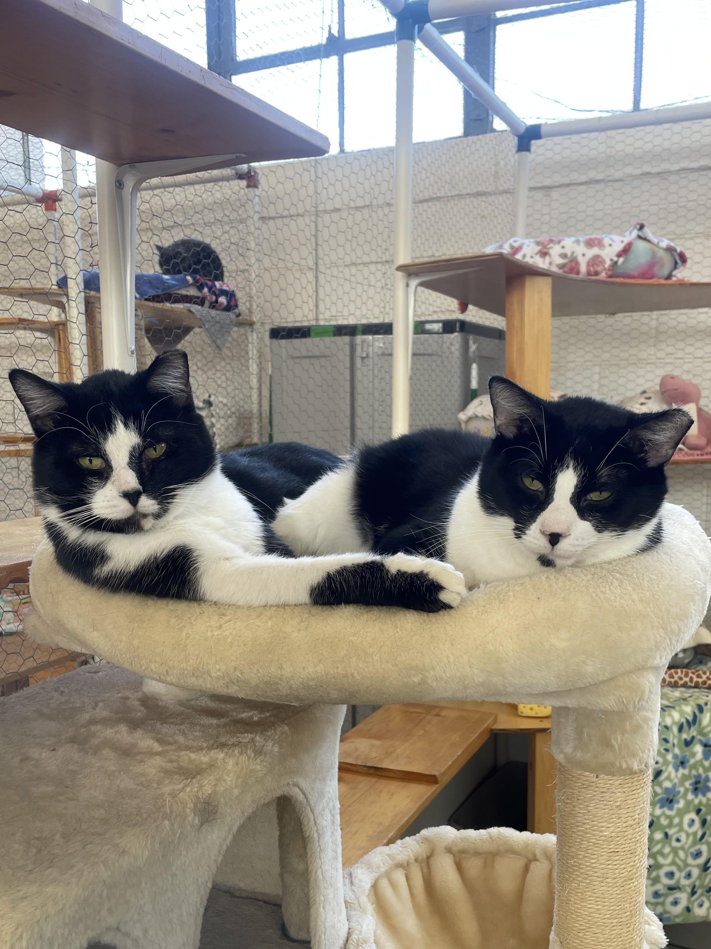 Finnick, an adoptable Domestic Short Hair in St. Louis, MO image 3/3