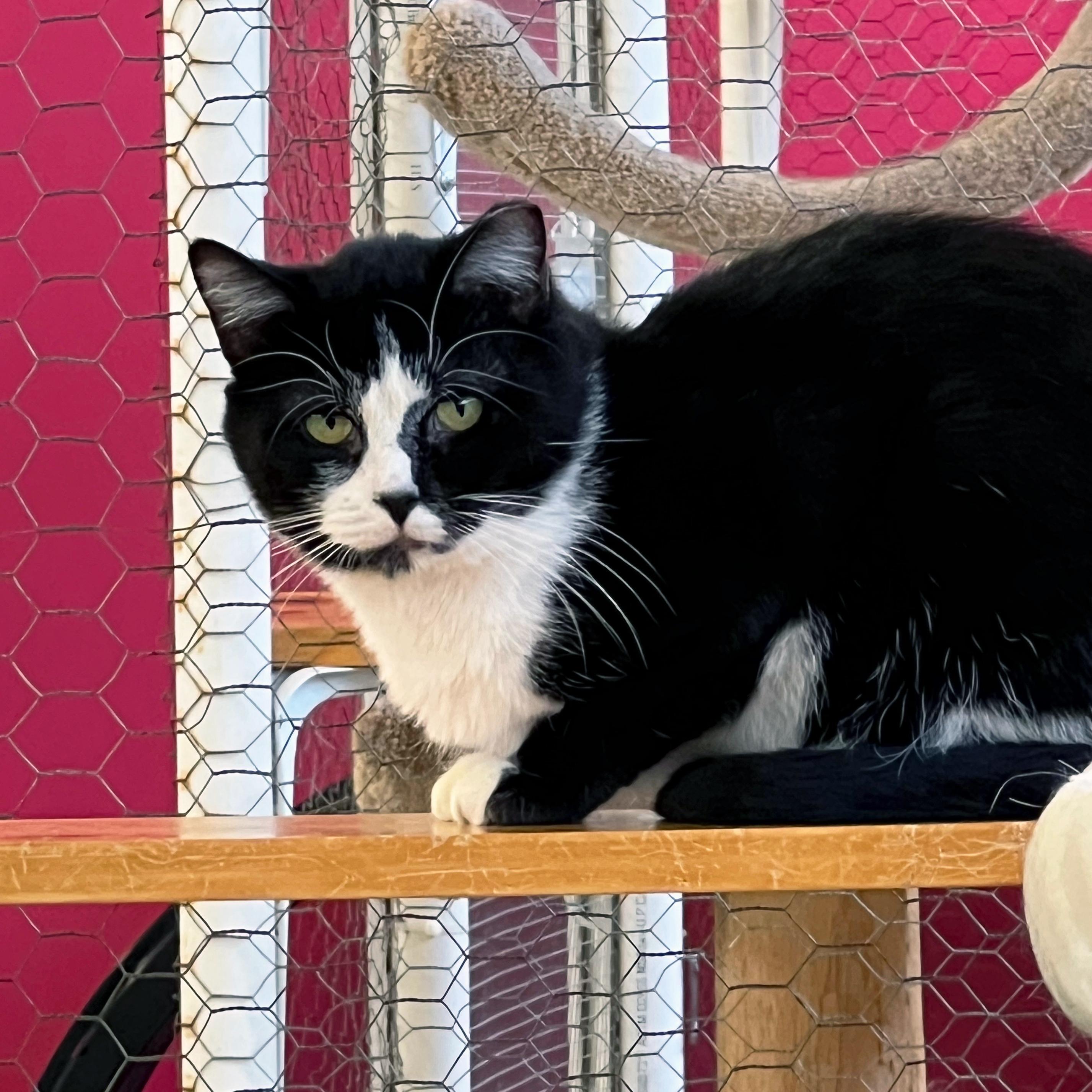 Finnick, ADOPTABLE, Adult Male Domestic Short Hair.