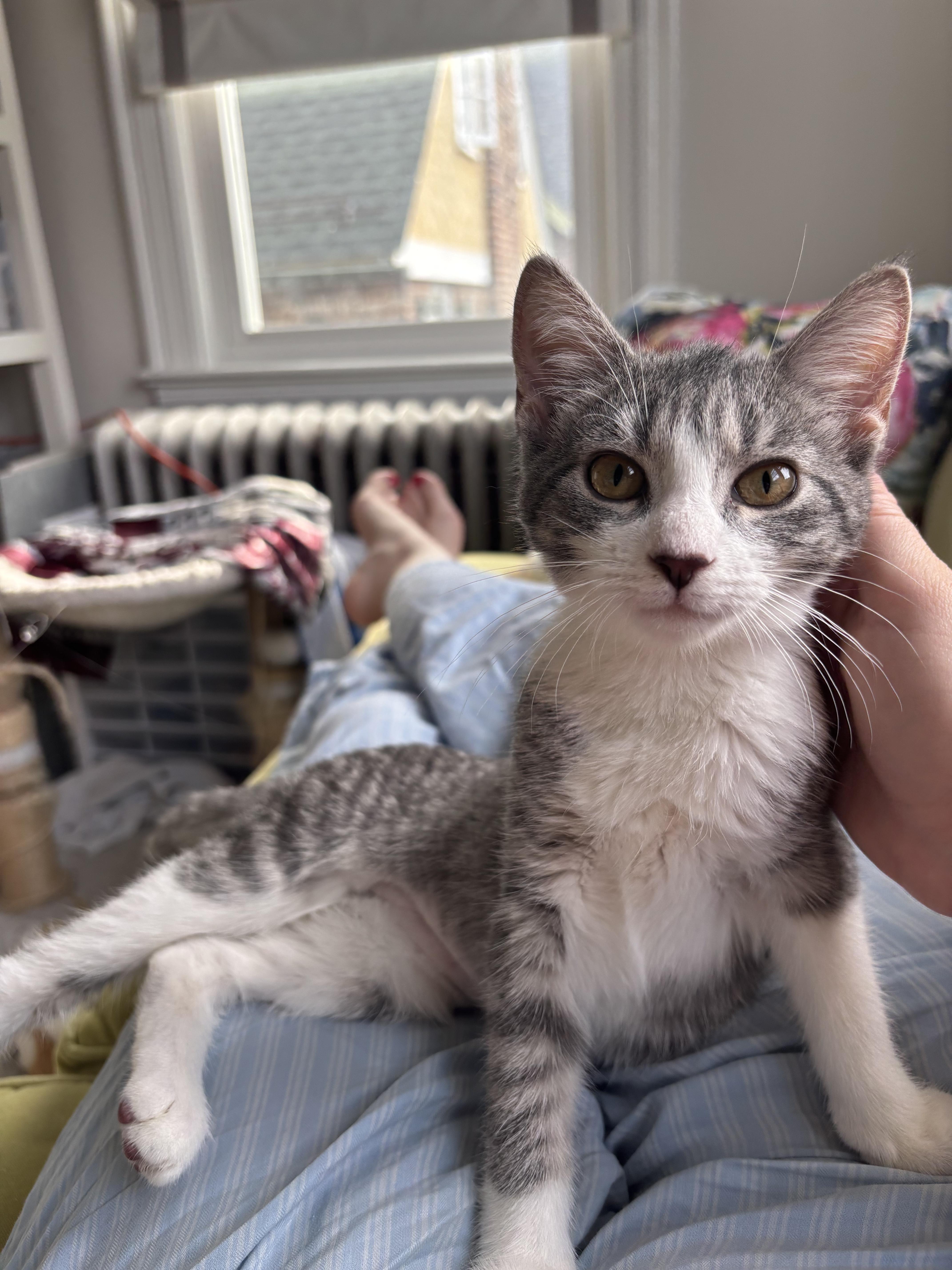Deuce and Charm N -- Double the Joy, an adopted American Shorthair in New York, NY image 5/6