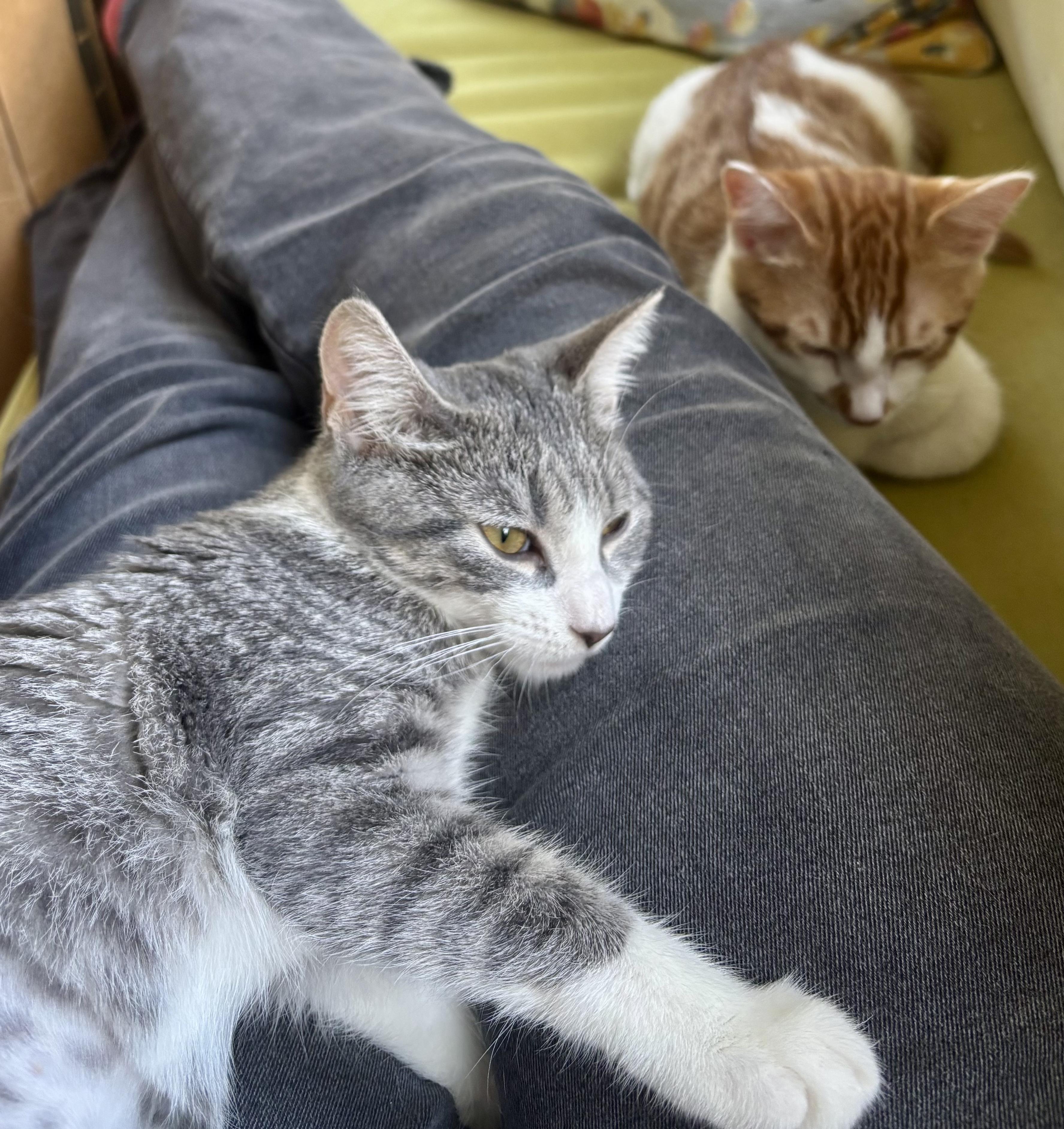 Deuce and Charm N -- Double the Joy, an adopted American Shorthair in New York, NY image 4/6