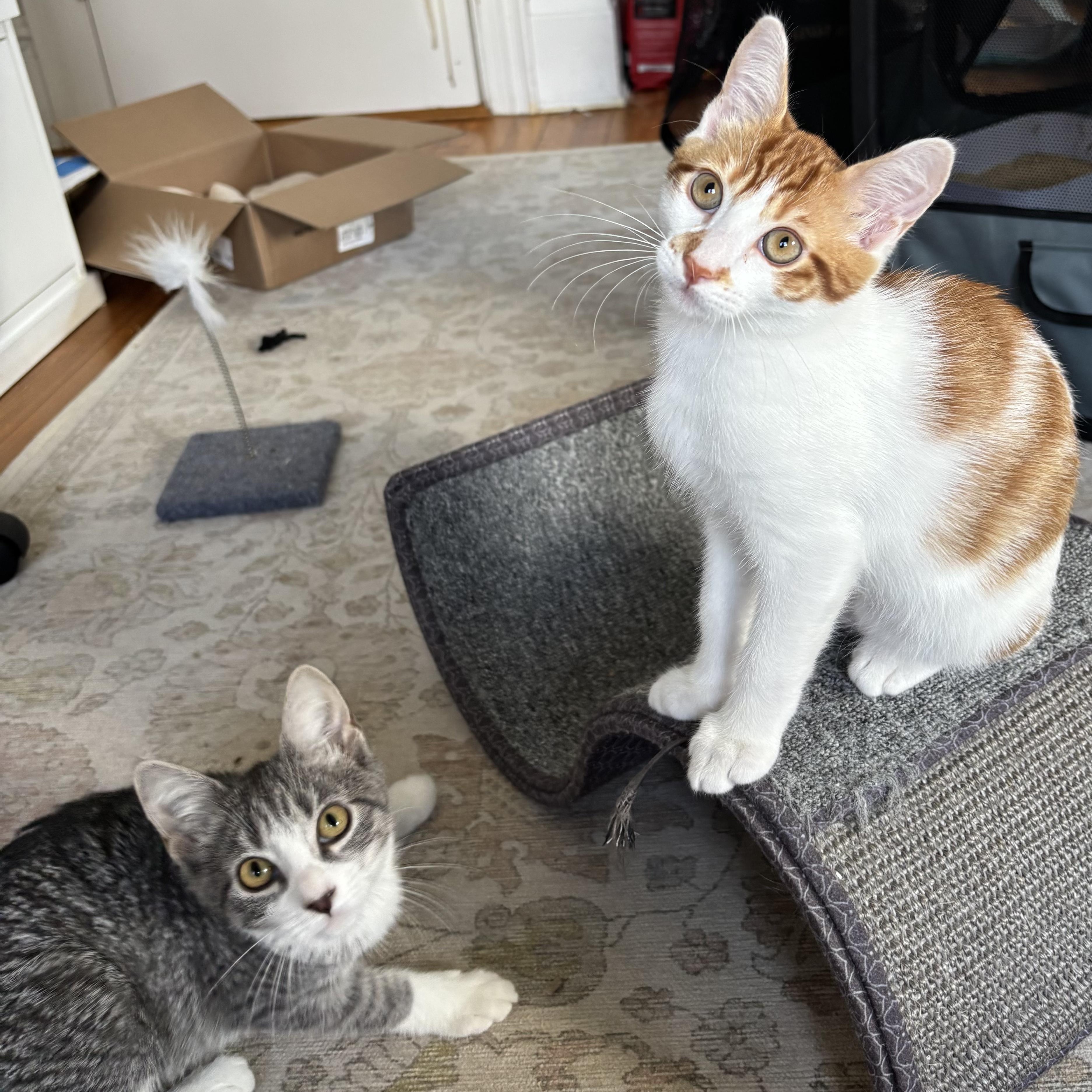 Deuce and Charm N -- Double the Joy, adopted, Kitten Male American Shorthair.