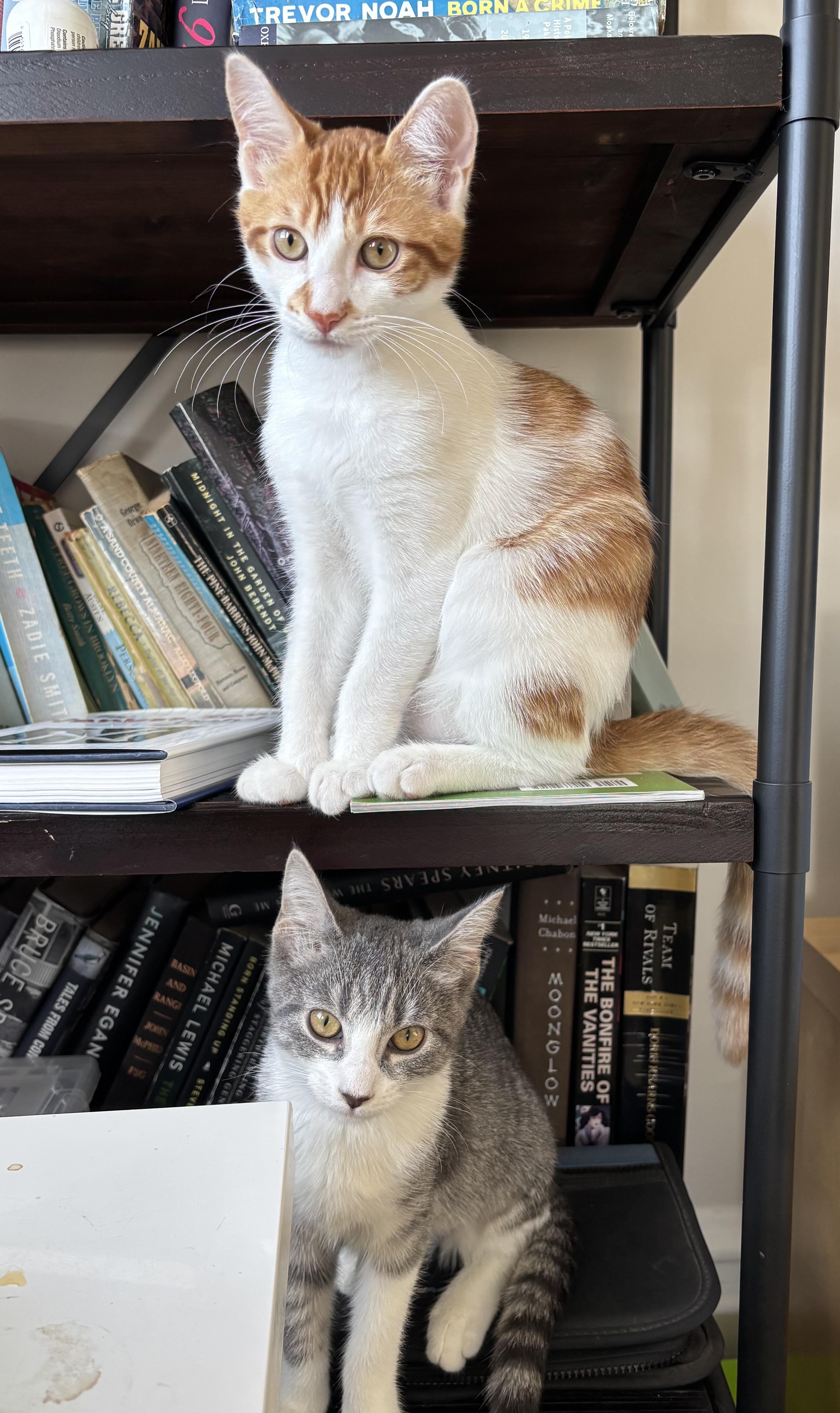 Deuce and Charm N -- Double the Joy, an adopted American Shorthair in New York, NY image 2/6