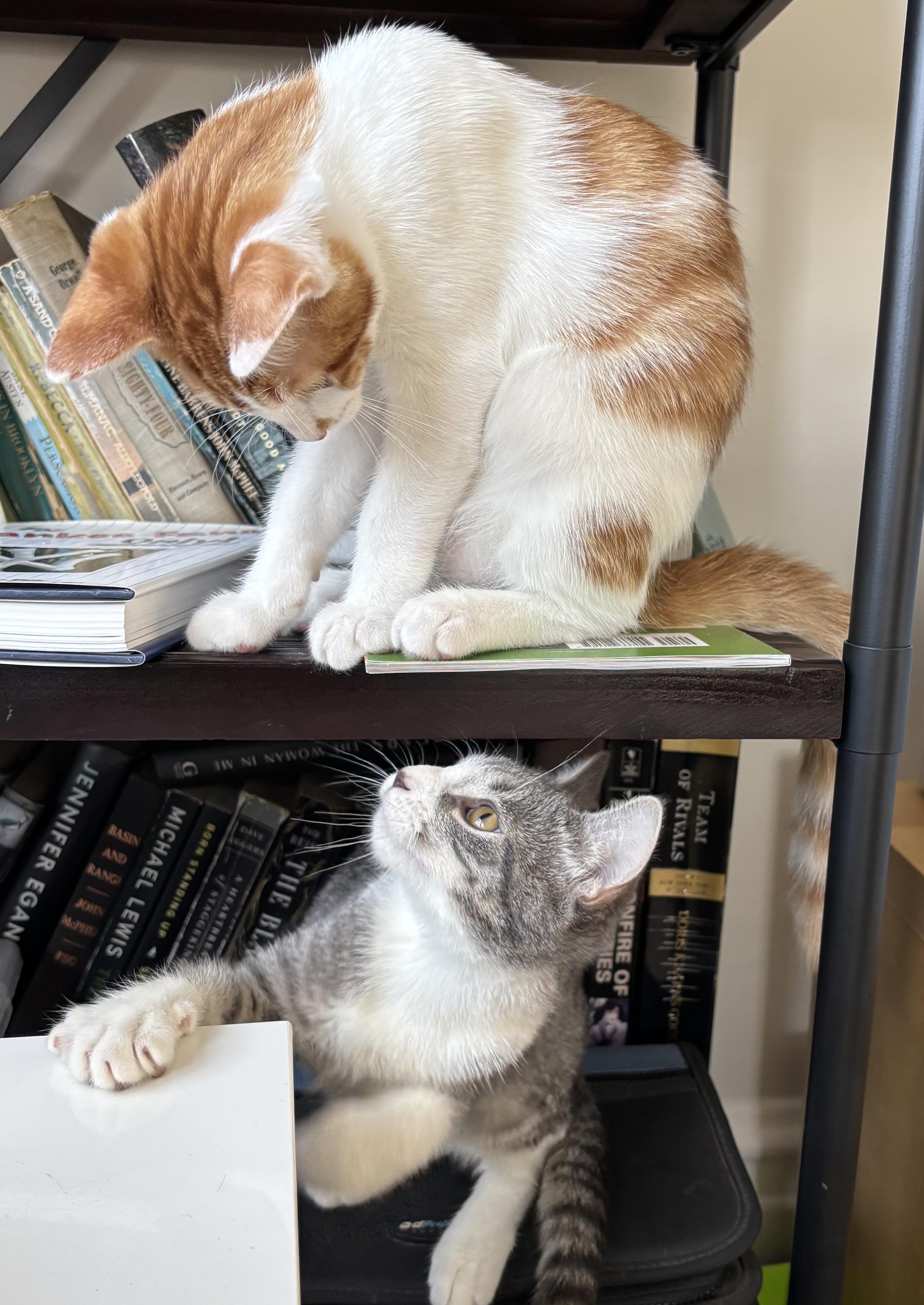 Deuce and Charm N -- Double the Joy, an adopted American Shorthair in New York, NY image 3/6