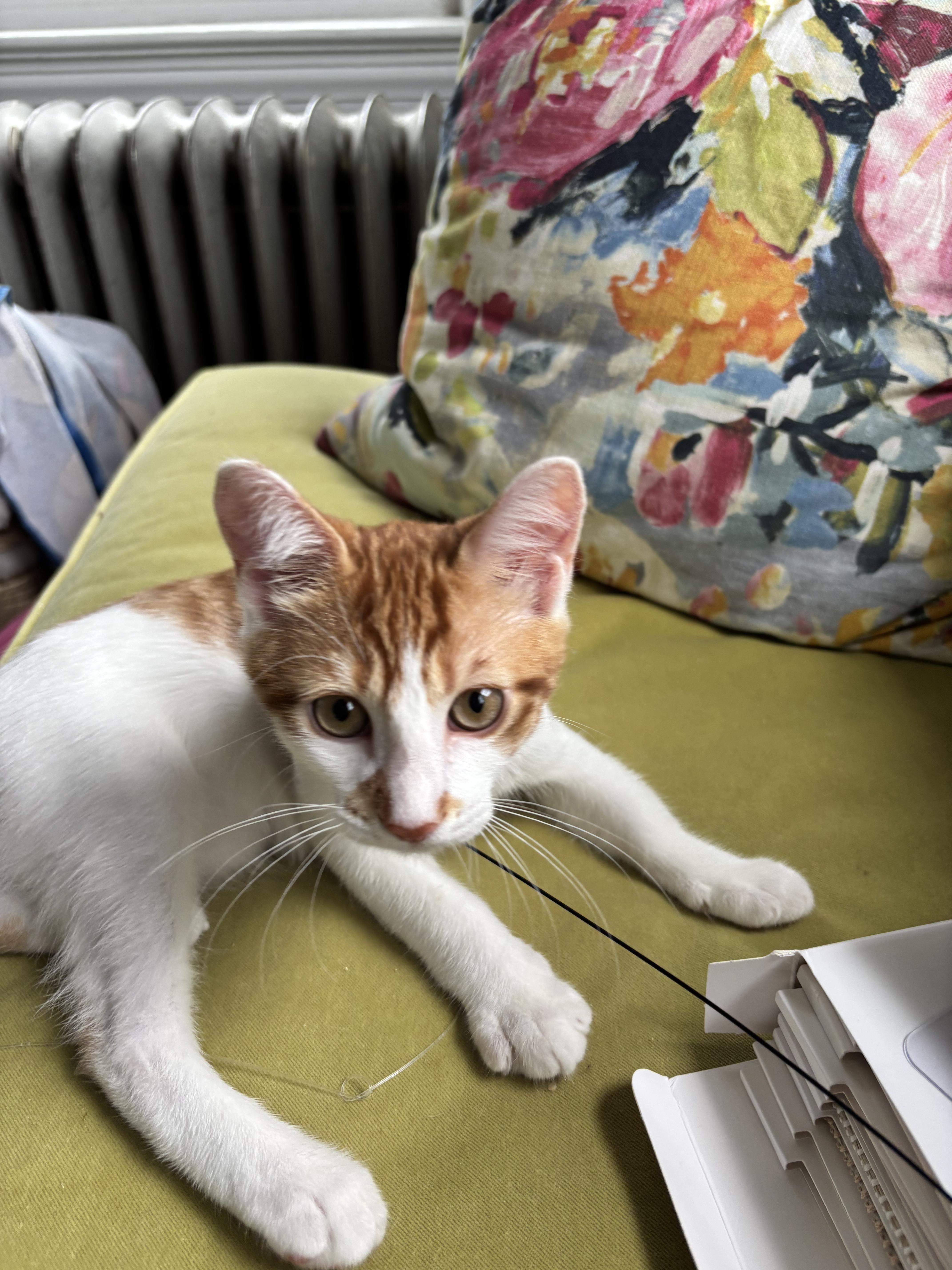 Deuce and Charm N -- Double the Joy, an adopted American Shorthair in New York, NY image 6/6