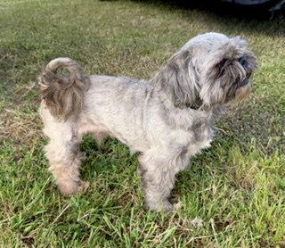 Jameson (Jasper), Adopted, Adult Male Shih Tzu.