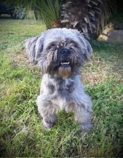 Enlarge Jameson (Jasper), a Adopted Shih Tzu in Pleasanton, TX image 2/2