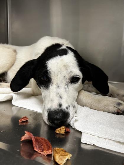 Lightning McQueen, Adoptable, Puppy Male Hound & Spaniel.