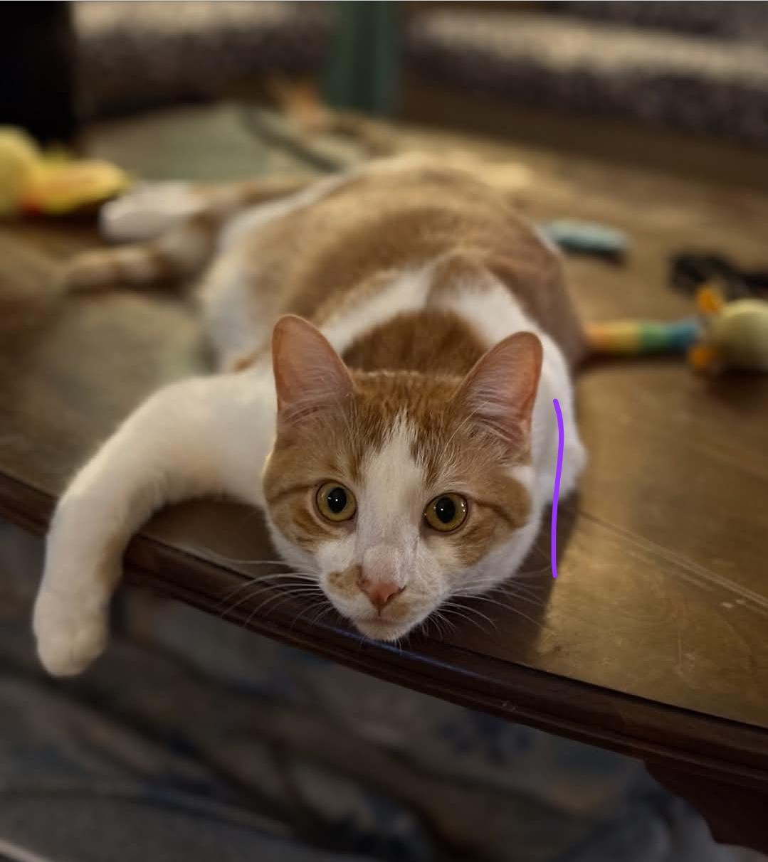 Enlarge Pedro, a ADOPTABLE Domestic Short Hair in Whitewater, WI image 2/3