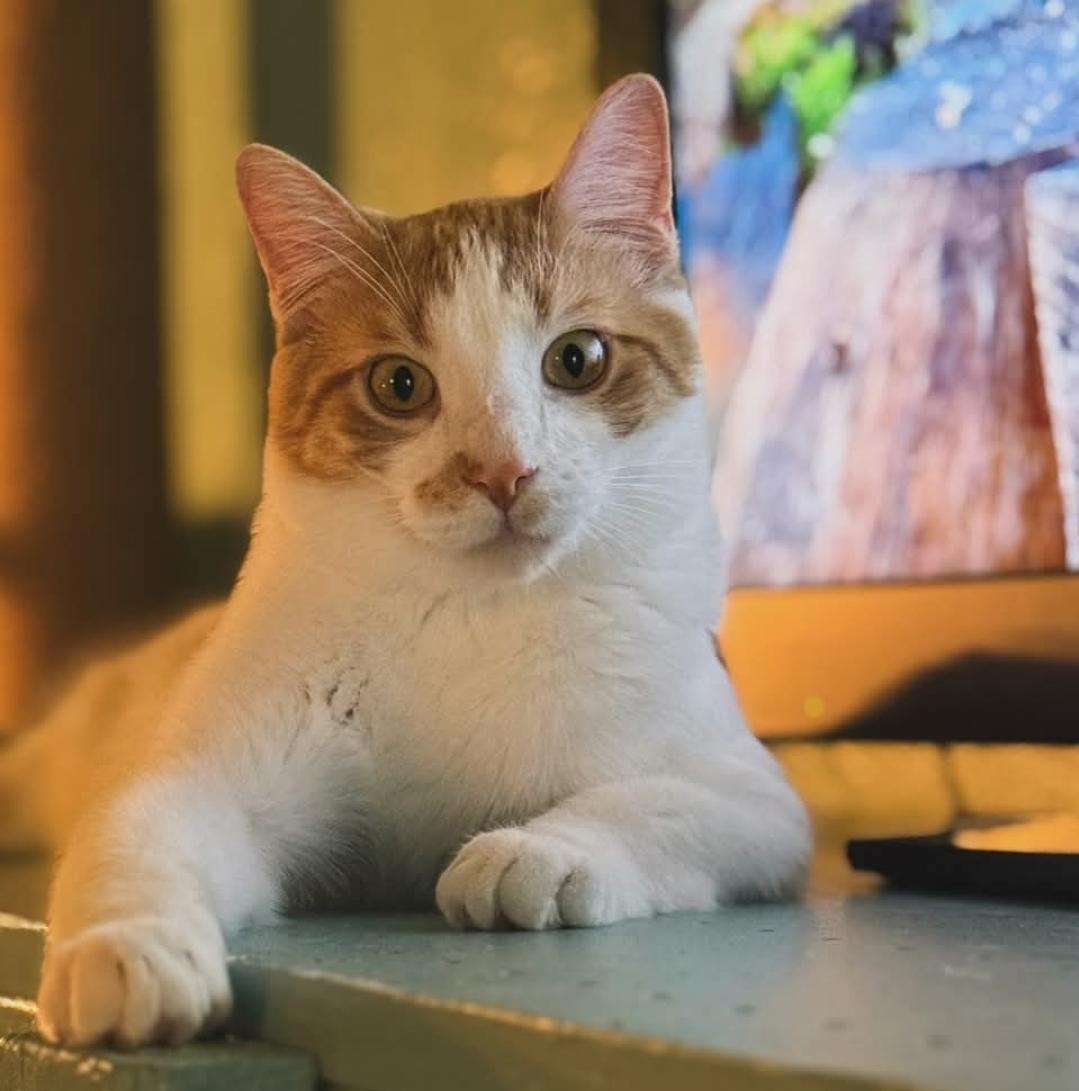 Enlarge Pedro, a ADOPTABLE Domestic Short Hair in Whitewater, WI image 1/3