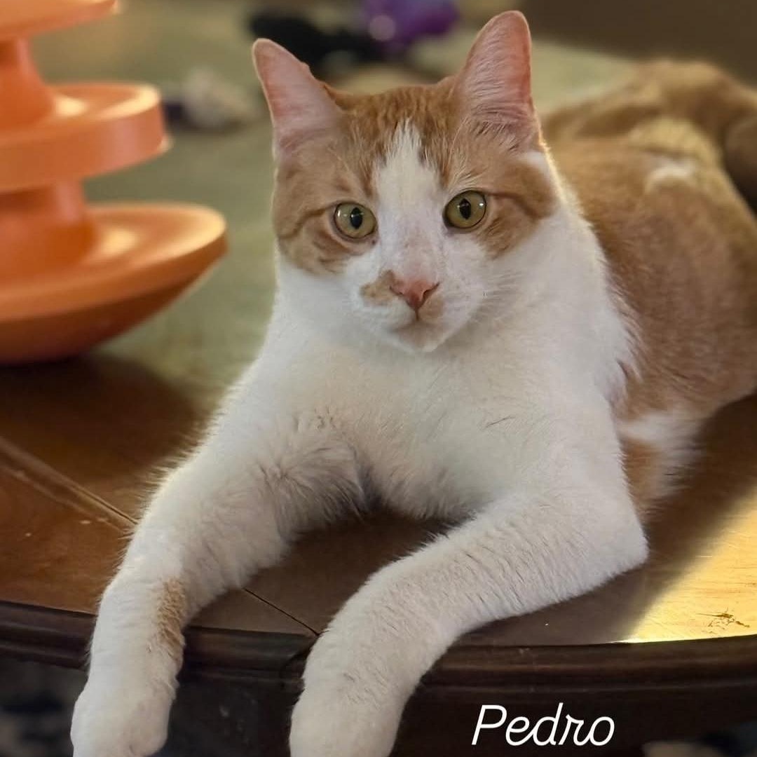 Enlarge Pedro, a ADOPTABLE Domestic Short Hair in Whitewater, WI image 3/3