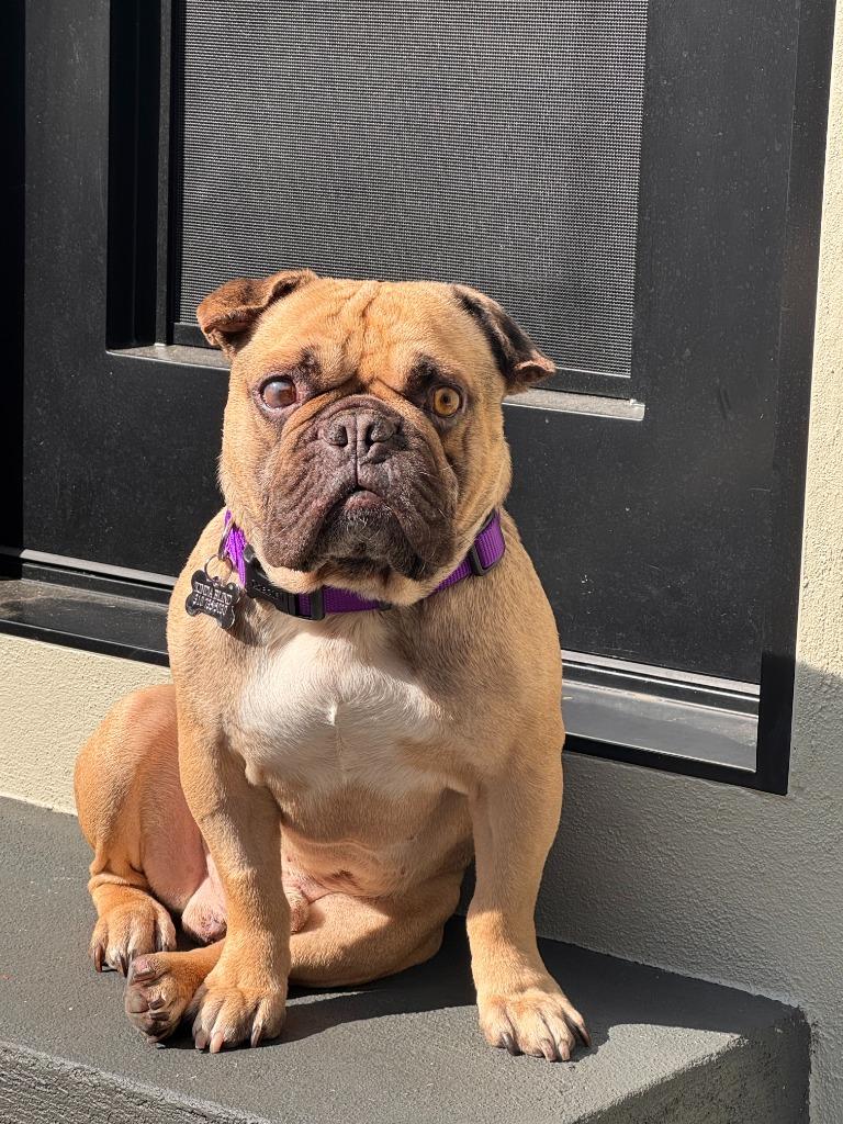 Percy, a Adoptable Pug in Gardena, CA image 2/6