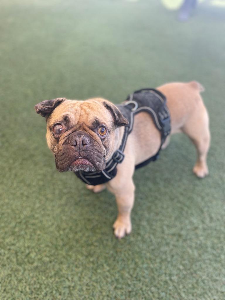 Percy, a Adoptable Pug in Gardena, CA image 3/6