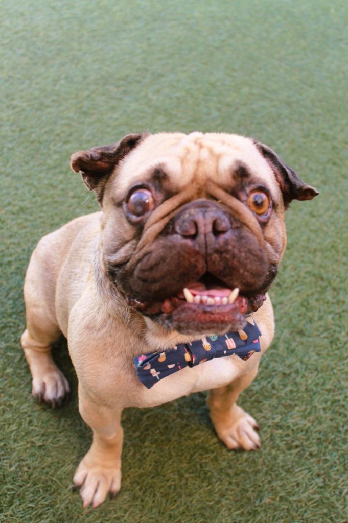 Percy, a Adoptable Pug in Gardena, CA image 4/6