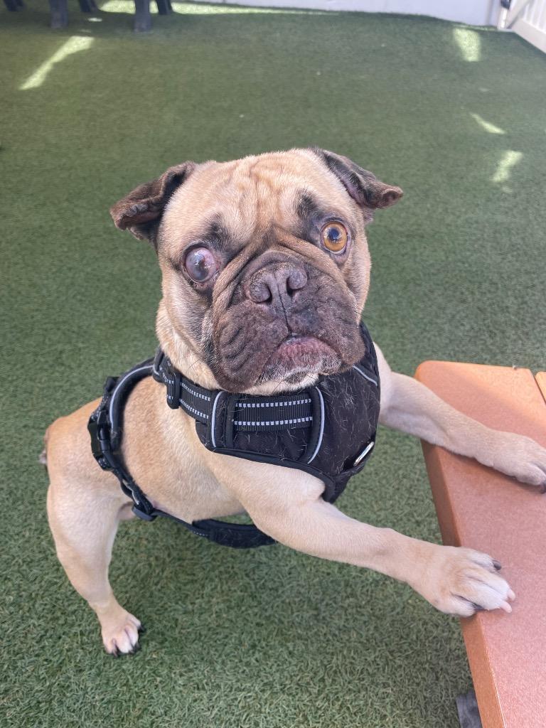 Percy, a Adoptable Pug in Gardena, CA image 5/6