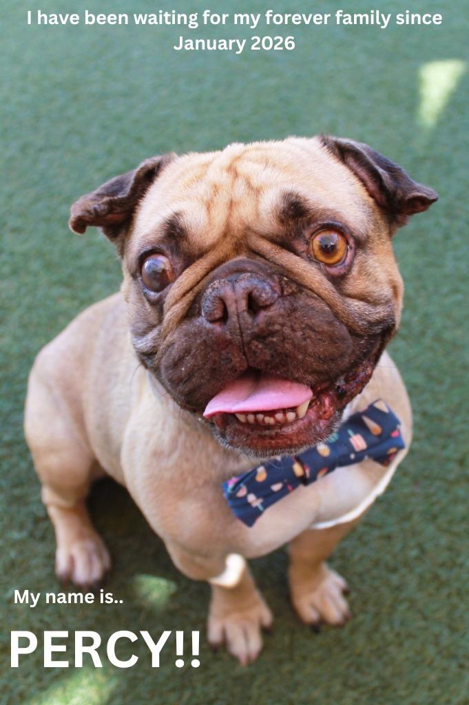Enlarge Percy, a Adoptable Pug in Gardena, CA image 5/6