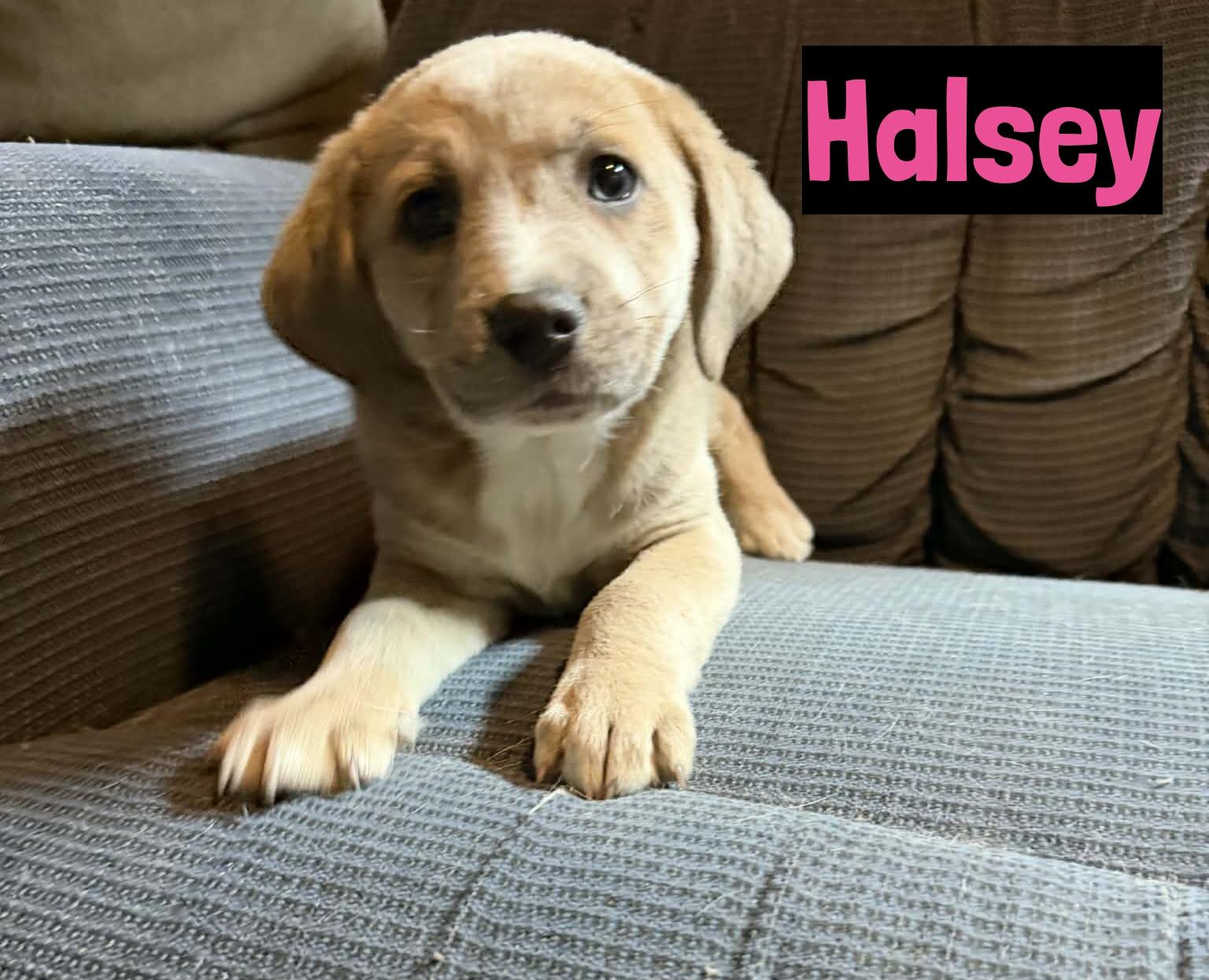 Halsey, adopted, Puppy Female Yellow Labrador Retriever.