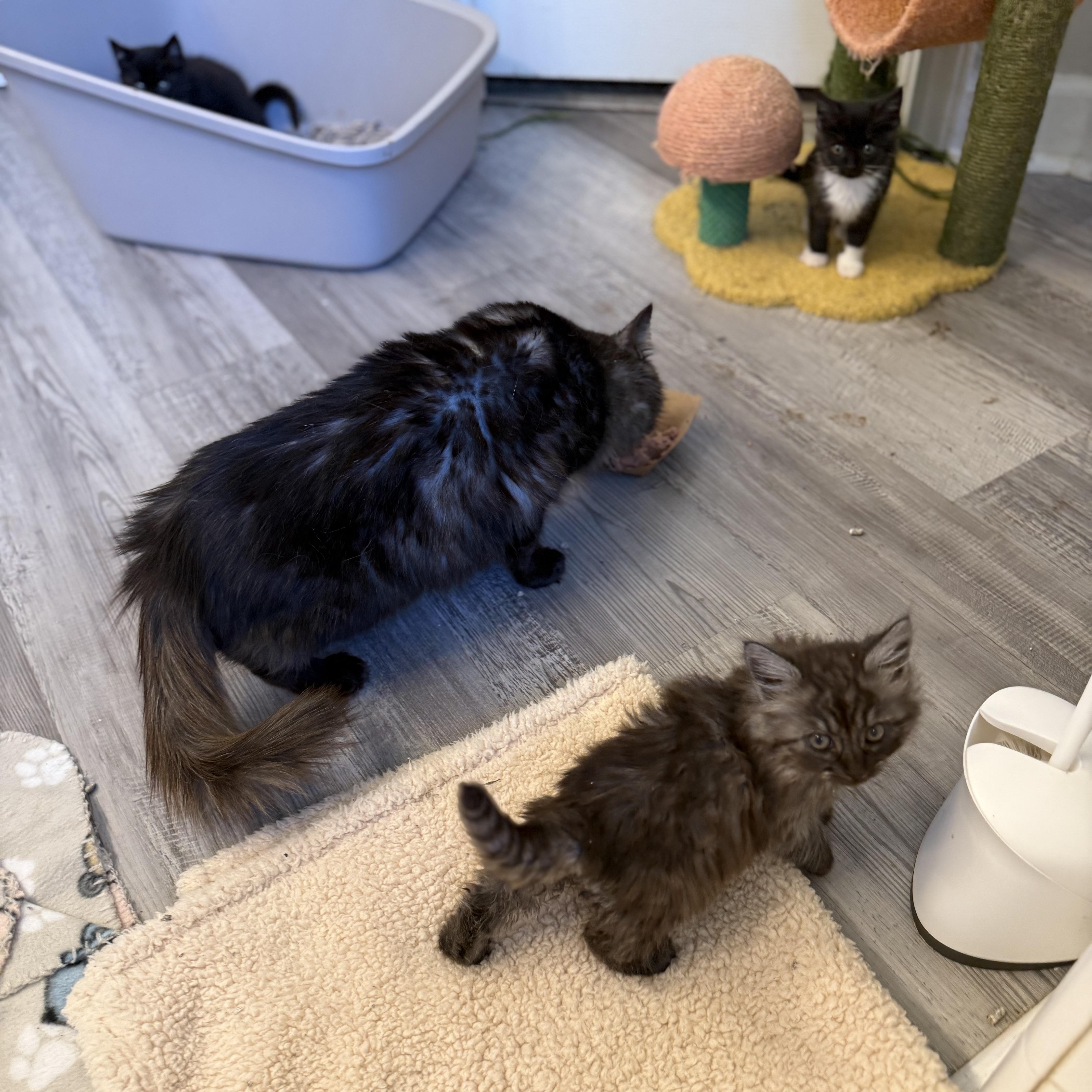 Yeti, an adopted Domestic Long Hair in Charlotte, NC image 2/5