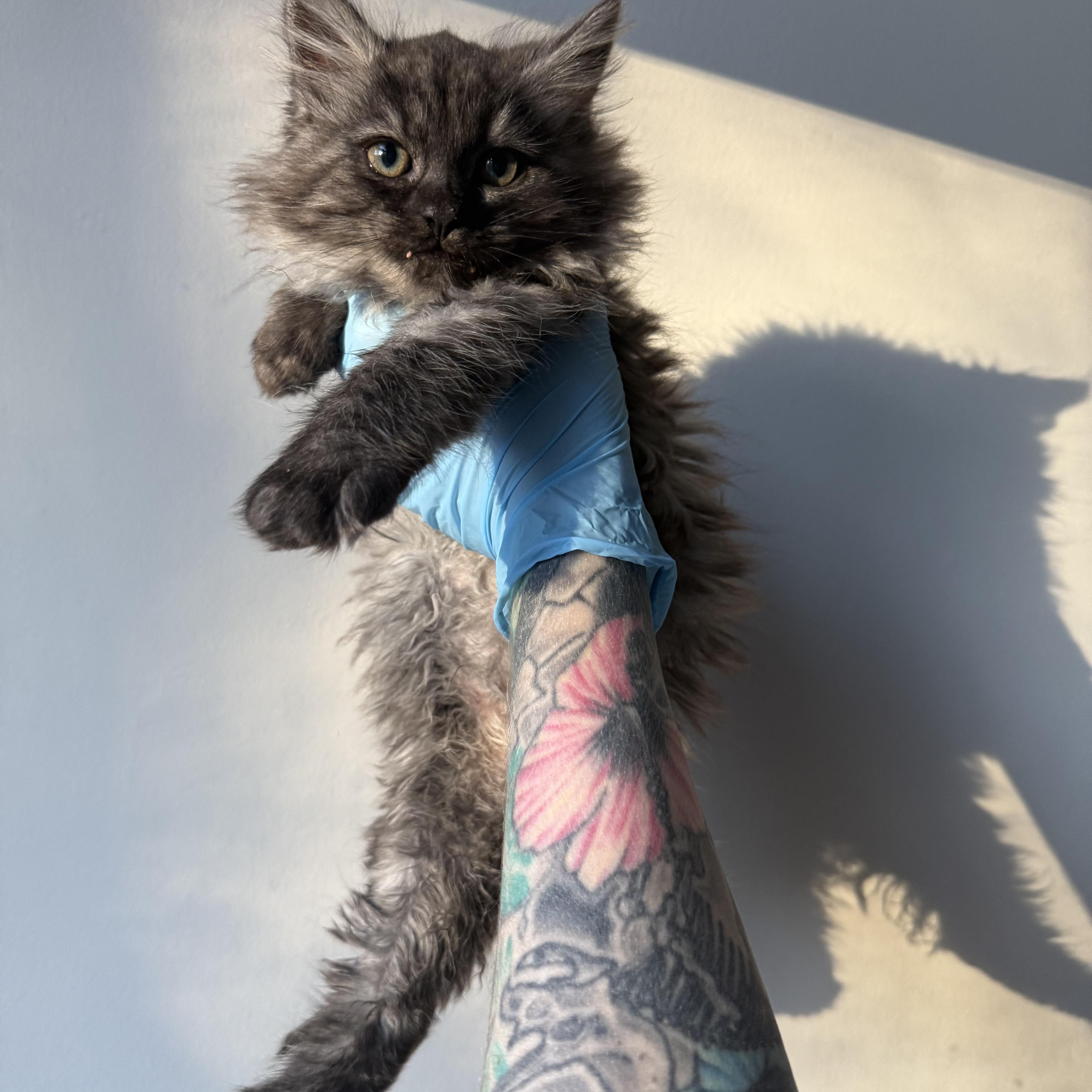 Yeti, an adopted Domestic Long Hair in Charlotte, NC image 1/5