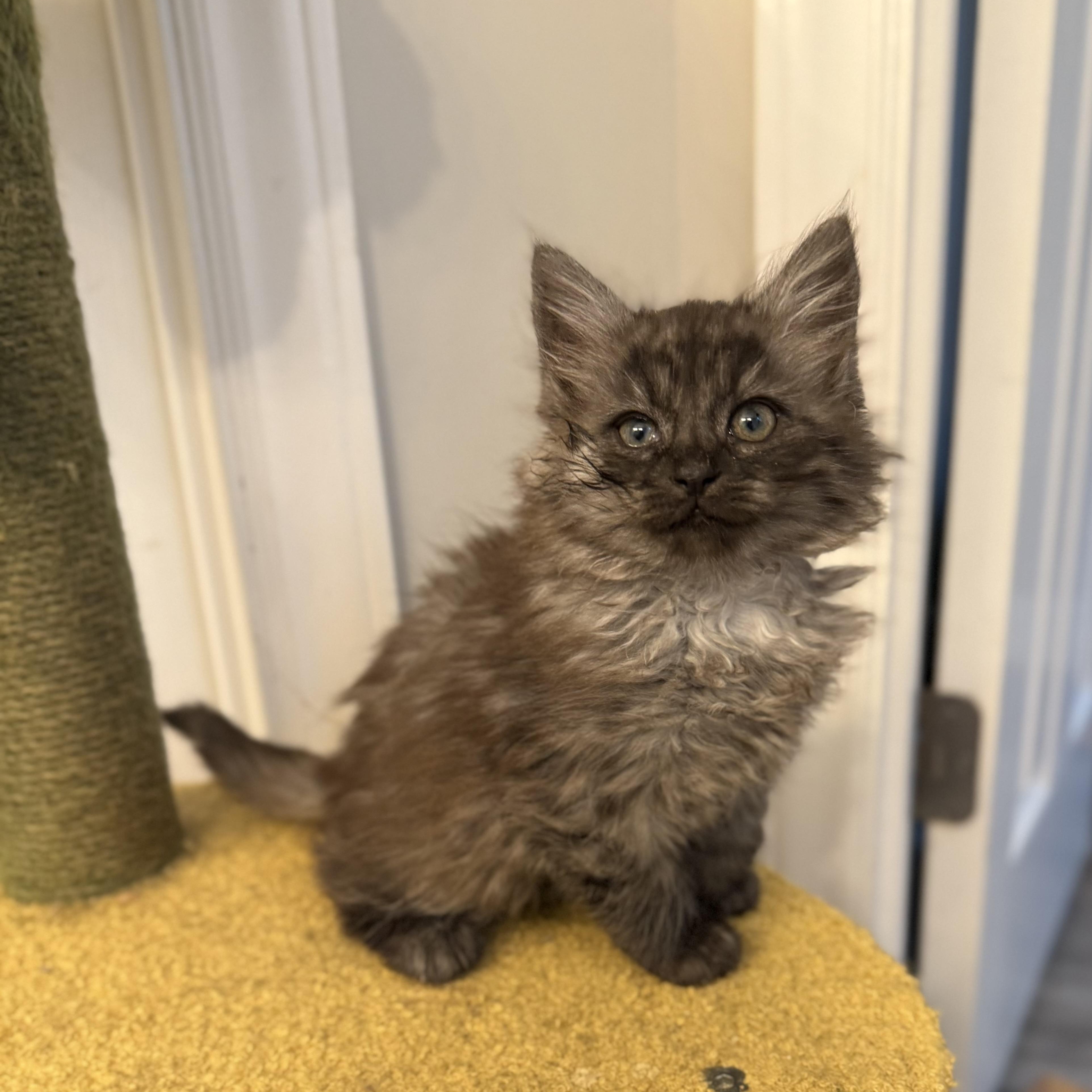 Yeti, an adopted Domestic Long Hair in Charlotte, NC image 5/5