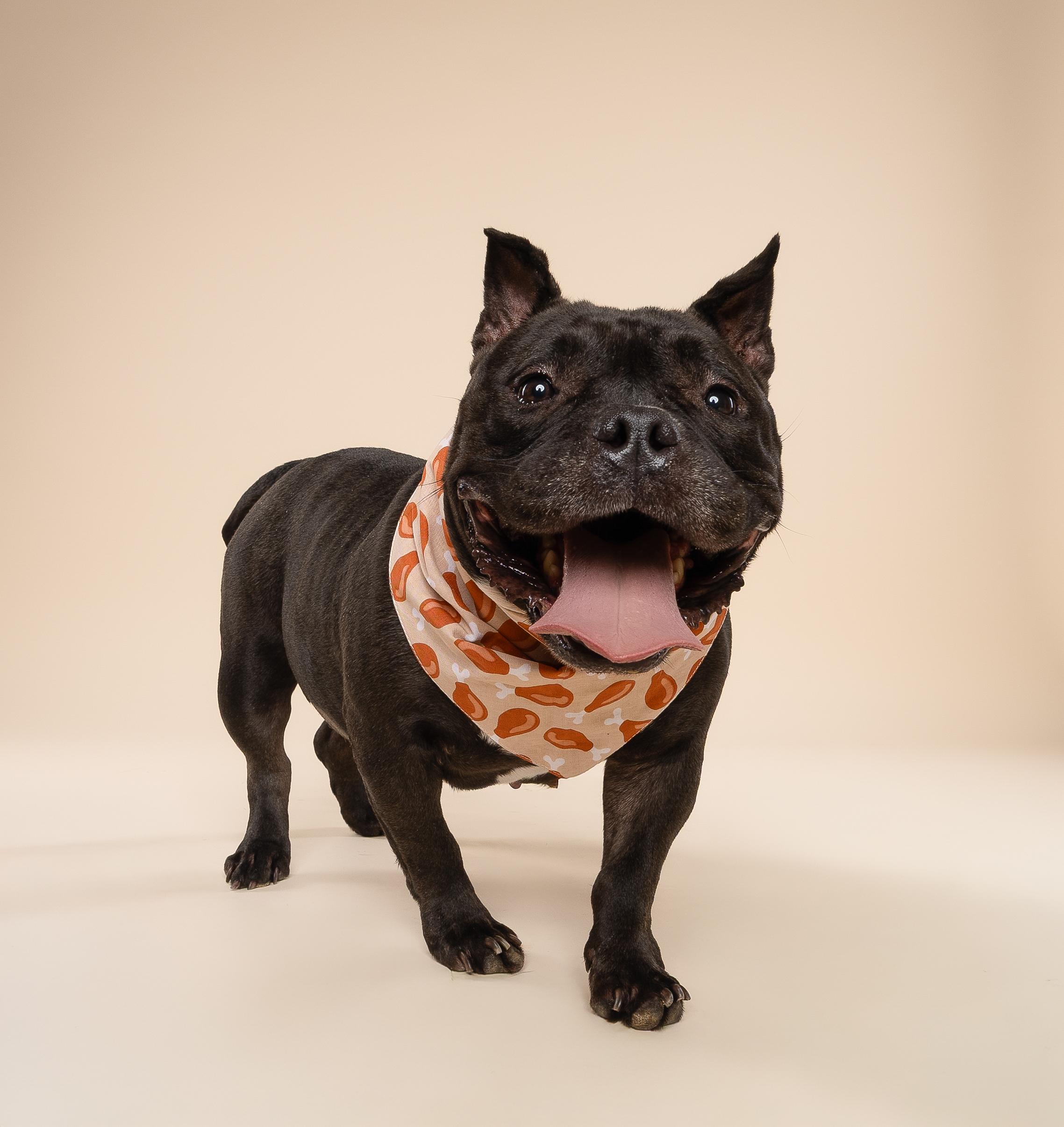 Enlarge Leia, a Adopted American Bully in fort lauderdale, FL image 2/4