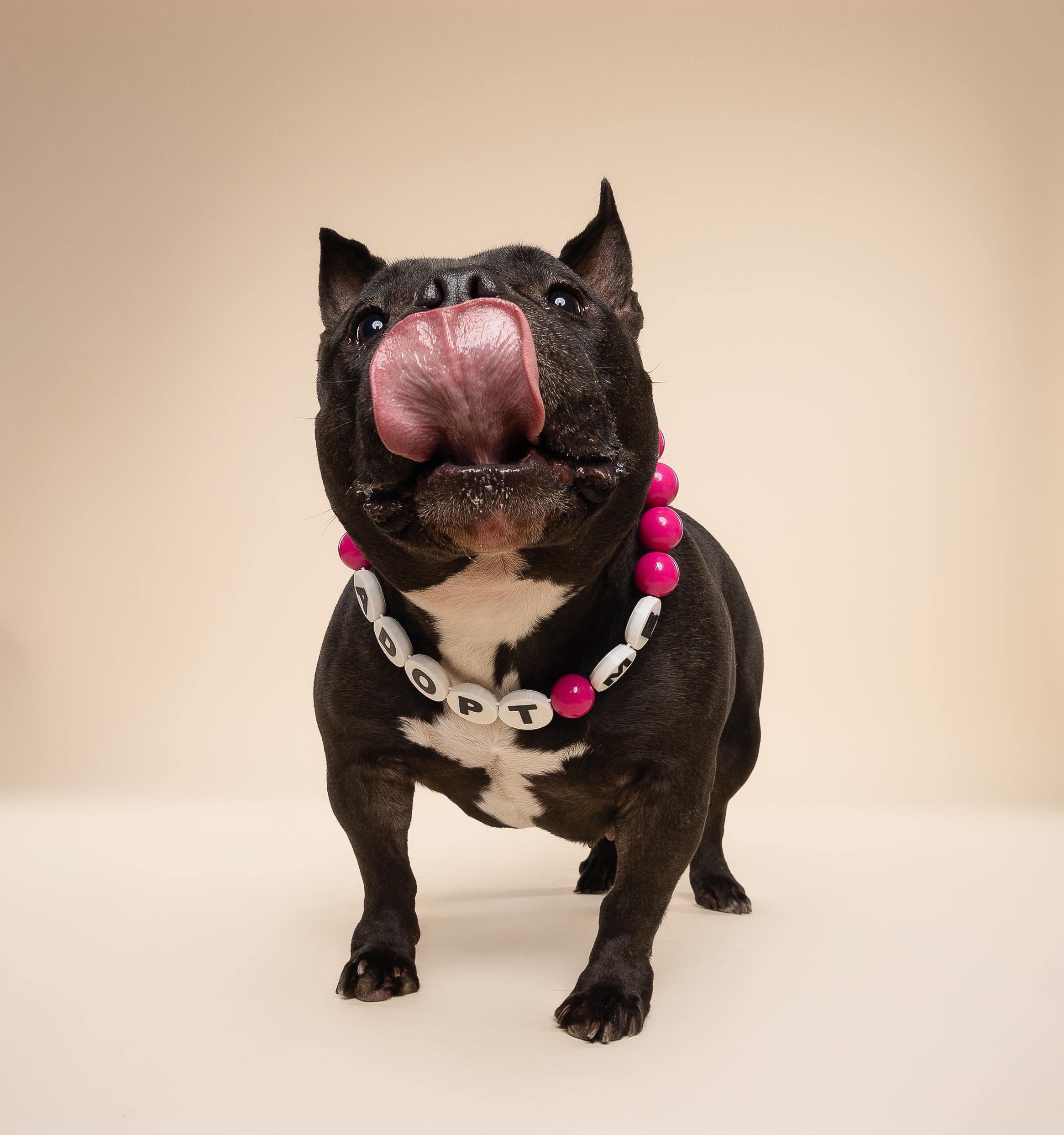 Enlarge Leia, a Adopted American Bully in fort lauderdale, FL image 1/4