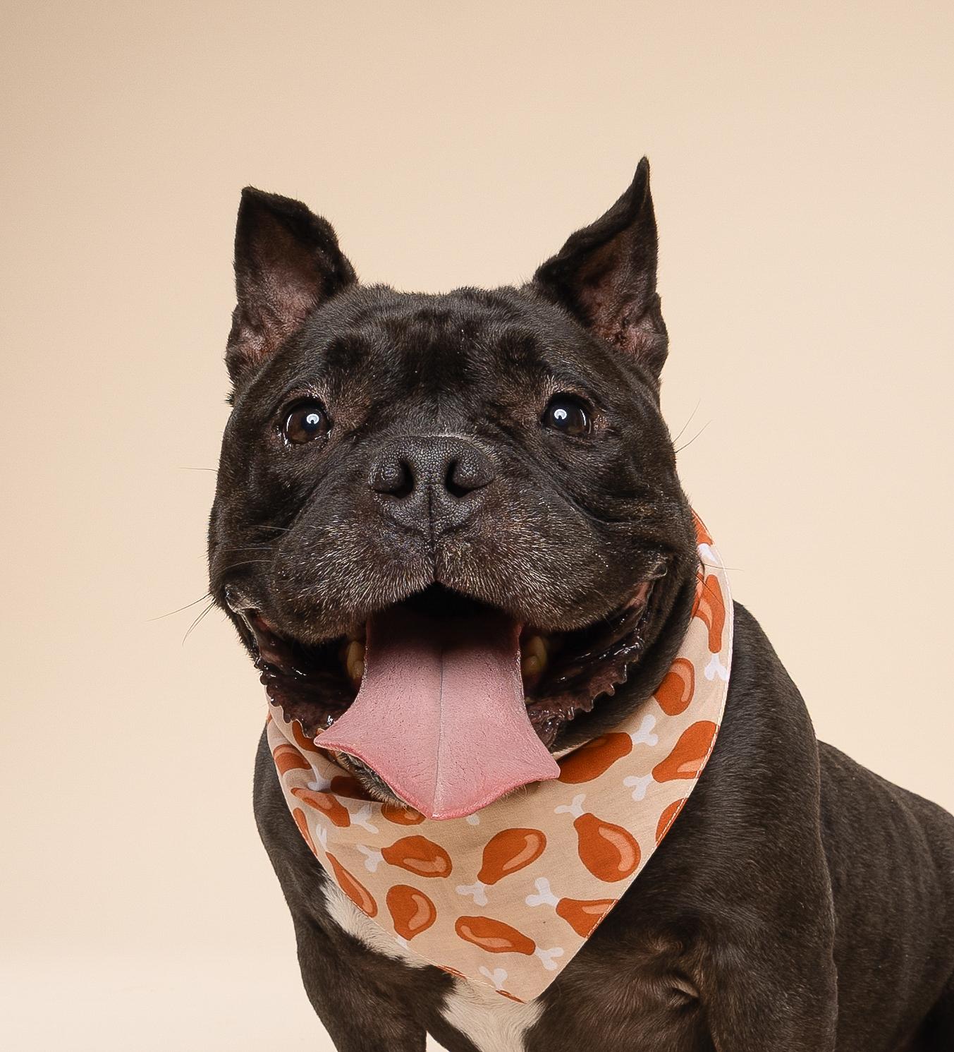 Enlarge Leia, a Adopted American Bully in fort lauderdale, FL image 3/4