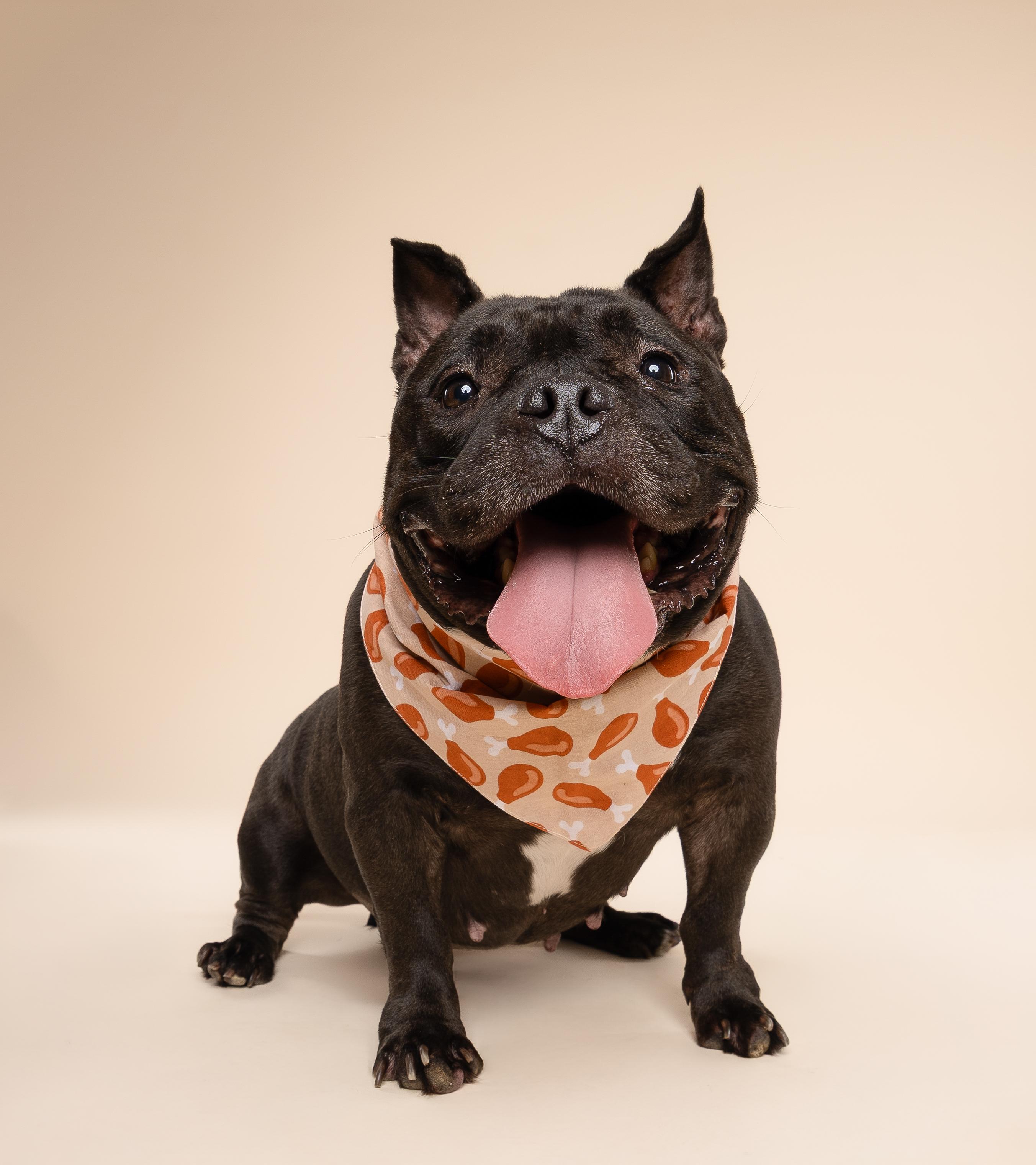 Enlarge Leia, a Adopted American Bully in fort lauderdale, FL image 4/4