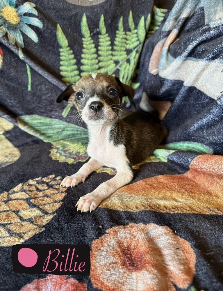 Enlarge Billie, a Adoptable mixed breed in Cedartown, GA image 1/1