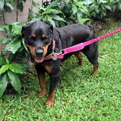 Enlarge Kula, a Adoptable mixed breed in Honolulu, HI image 1/2