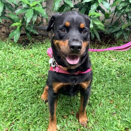 Enlarge Kula, a Adoptable mixed breed in Honolulu, HI image 2/2