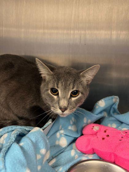 Enlarge Dante, a Adoptable Domestic Short Hair in North Miami Beach, FL image 1/1