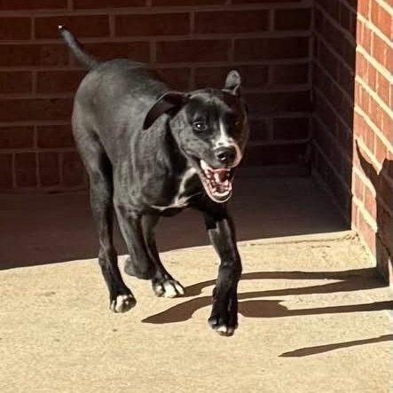 Venom, ADOPTABLE, Young Male Labrador Retriever & Australian Cattle Dog / Blue Heeler.
