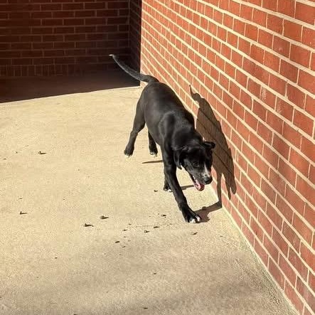 Enlarge Venom, a ADOPTABLE mixed breed in Lumberton, NC image 2/2