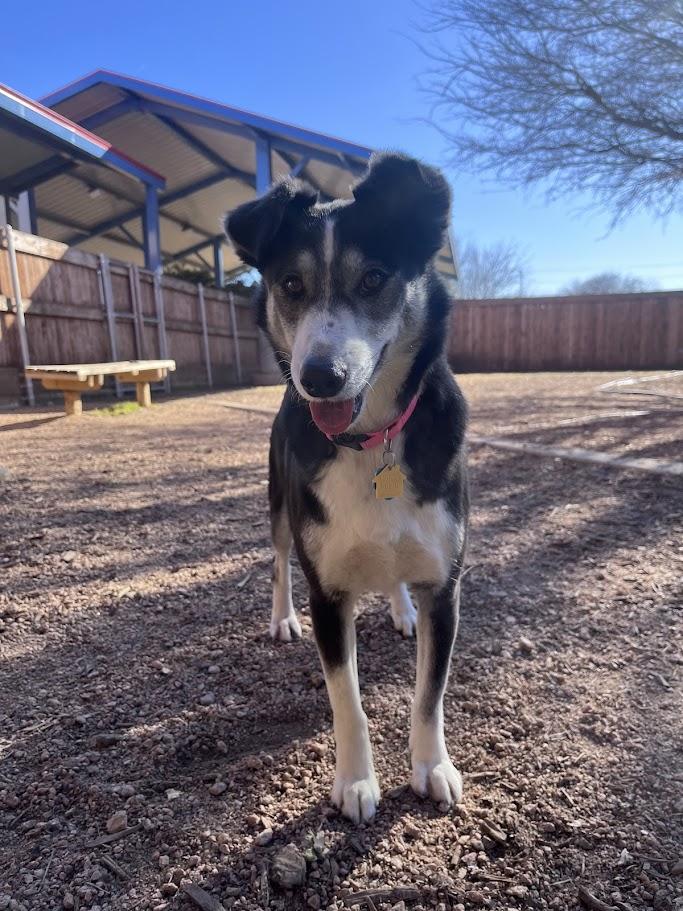 Enlarge Cookie* A213409, an adoptable mixed breed in Plano, TX image 3/6