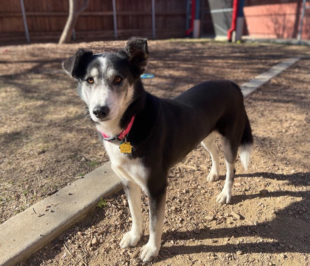 Enlarge Cookie* A213409, an adoptable mixed breed in Plano, TX image 5/6