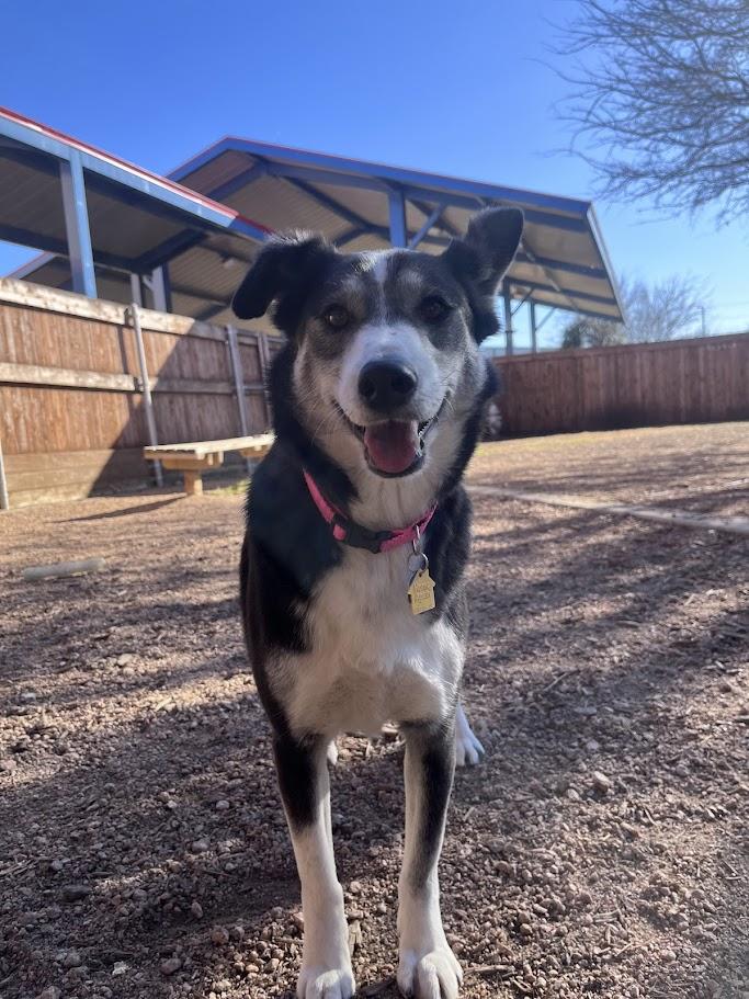 Enlarge Cookie* A213409, an adoptable mixed breed in Plano, TX image 1/6