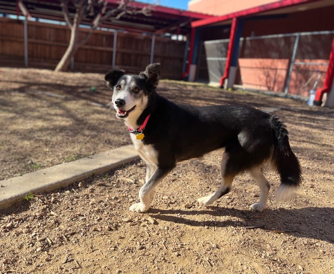 Enlarge Cookie* A213409, an adoptable mixed breed in Plano, TX image 6/6