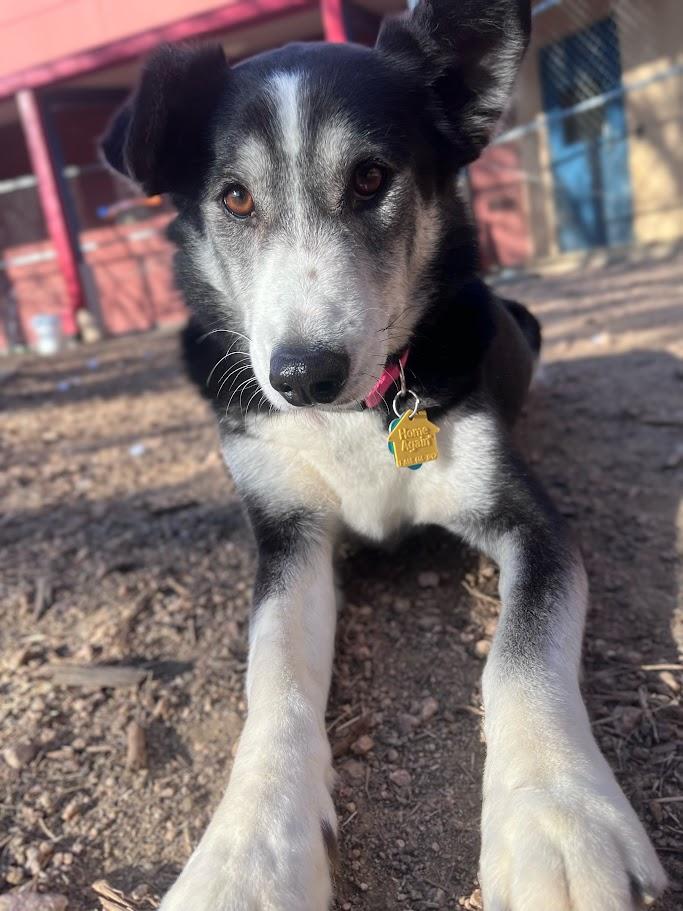 Enlarge Cookie* A213409, an adoptable mixed breed in Plano, TX image 2/6