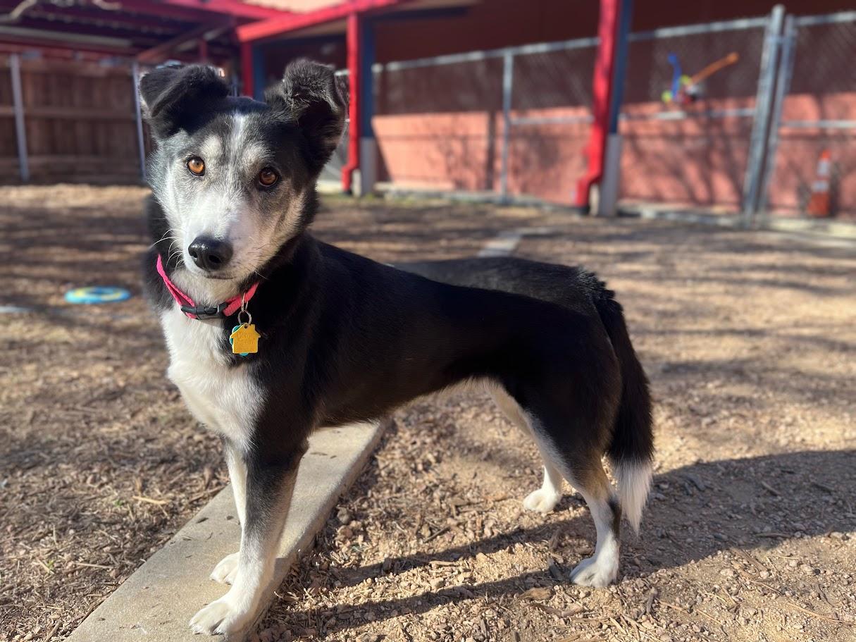 Enlarge Cookie* A213409, an adoptable mixed breed in Plano, TX image 4/6