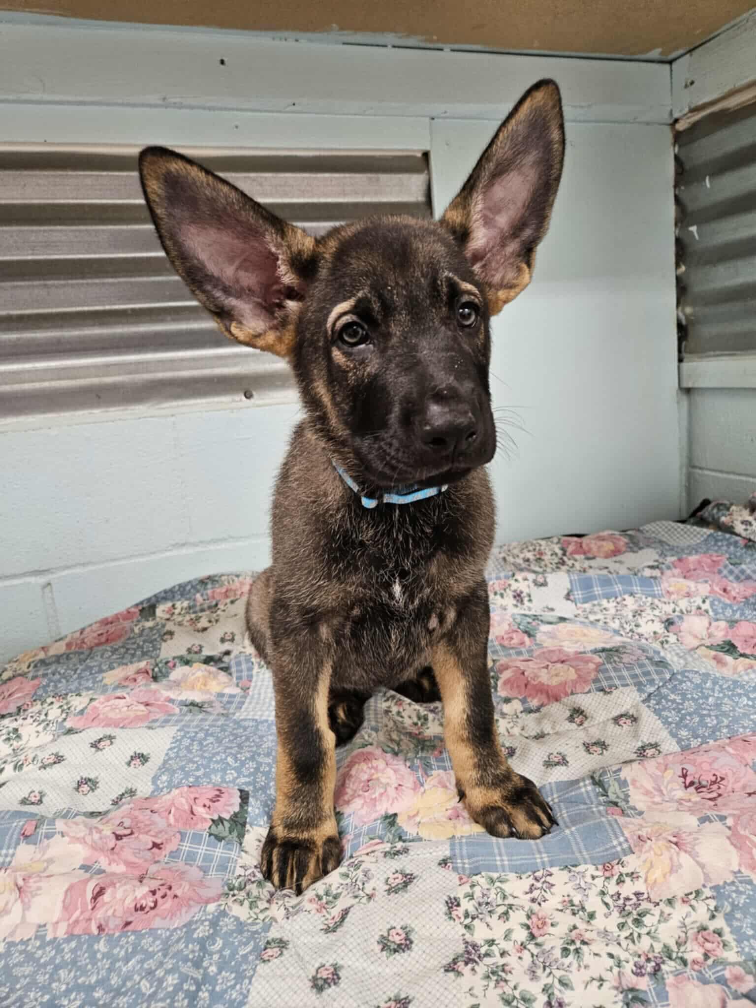 Enlarge Polo (nka Jager)-Summer Resort, a Adopted German Shepherd Dog in Gretna, NE image 1/3