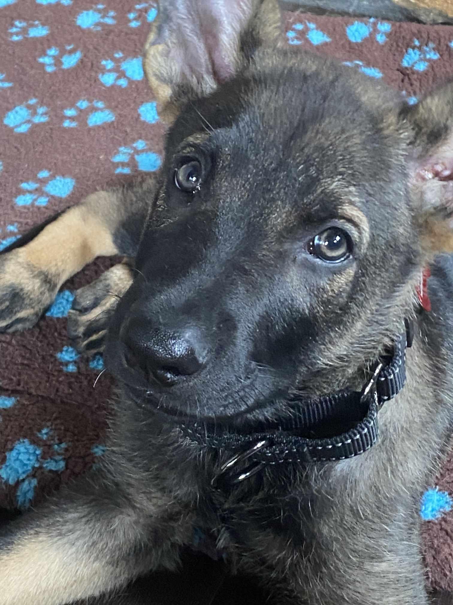 Enlarge Polo (nka Jager)-Summer Resort, a Adopted German Shepherd Dog in Gretna, NE image 3/3