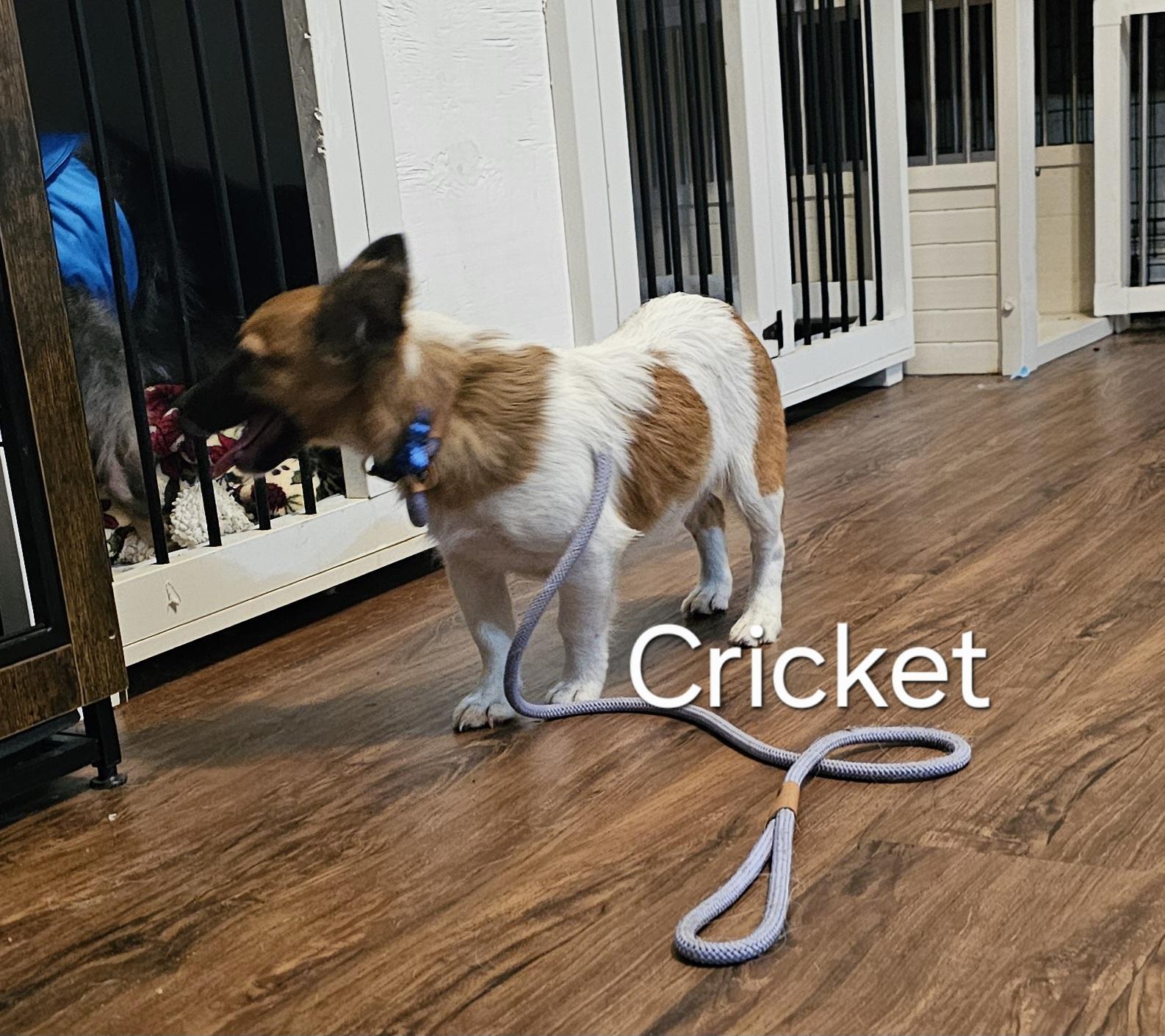 Enlarge Cricket, a ADOPTABLE mixed breed in Weeki Wachee, FL image 4/5