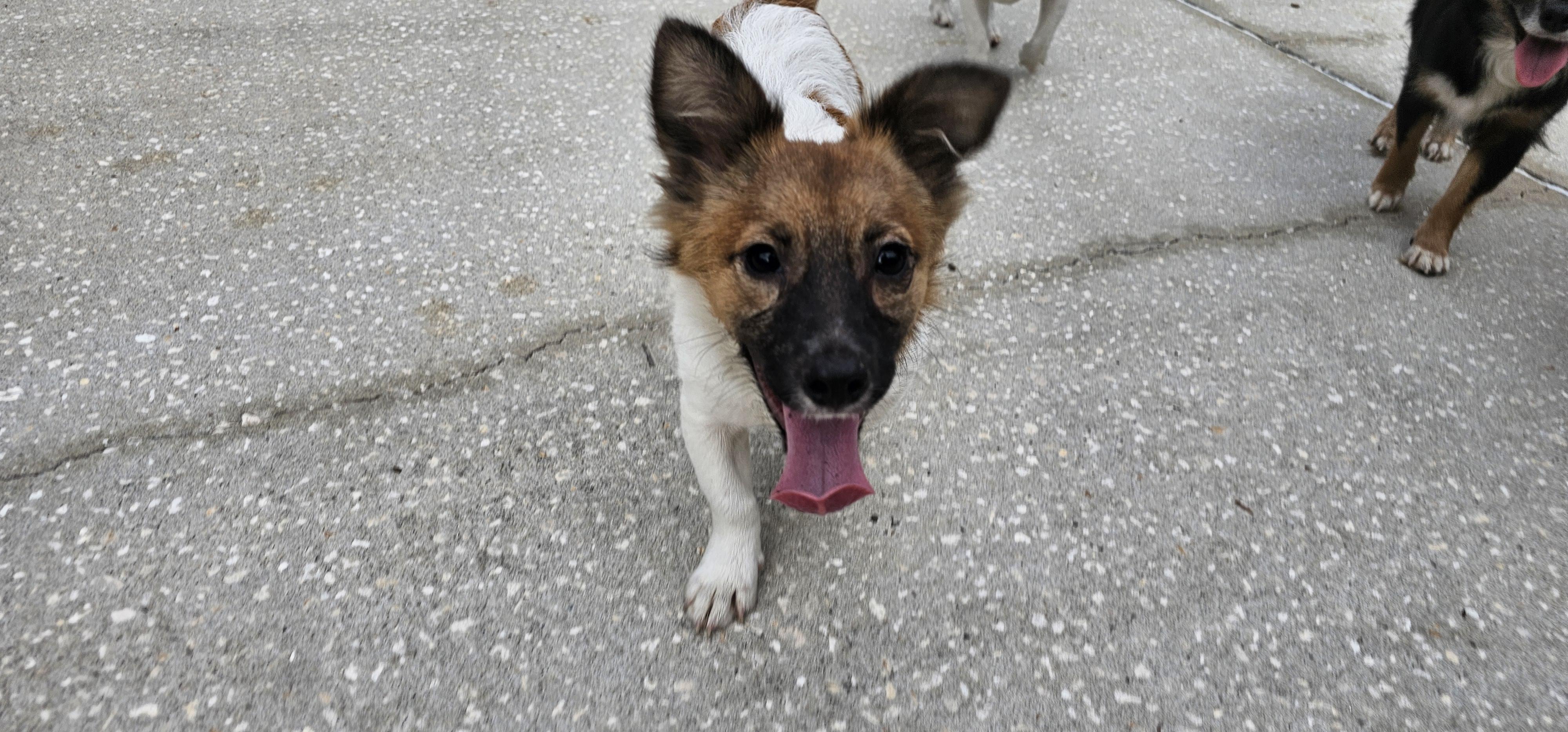 Enlarge Cricket, a ADOPTABLE mixed breed in Weeki Wachee, FL image 3/5