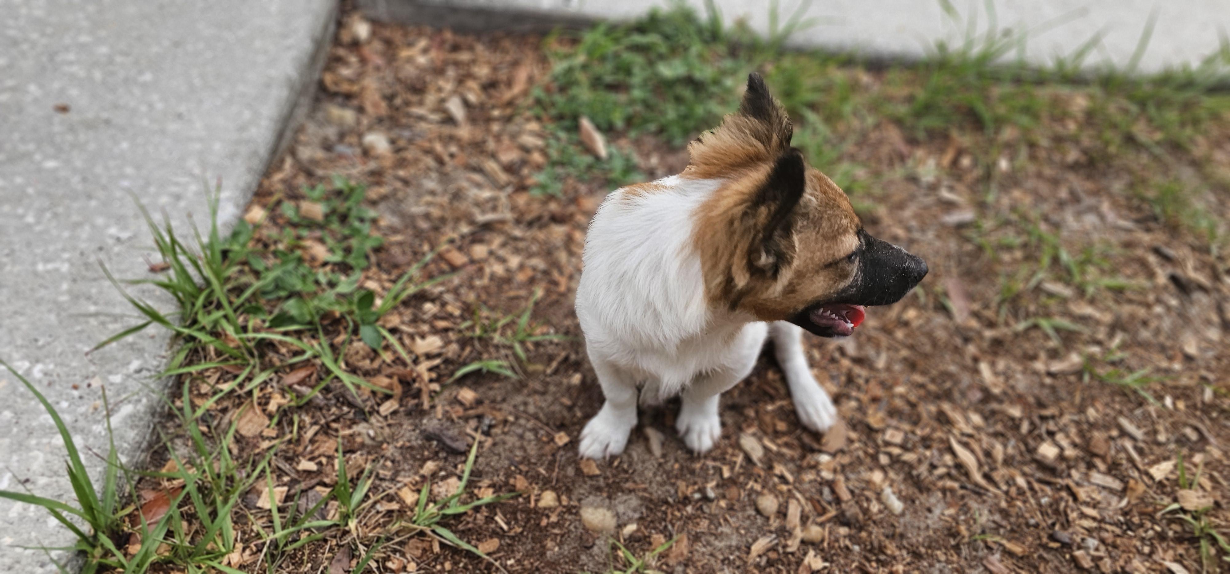 Cricket, ADOPTABLE, Puppy Male Jack Russell Terrier & Shetland Sheepdog / Sheltie.