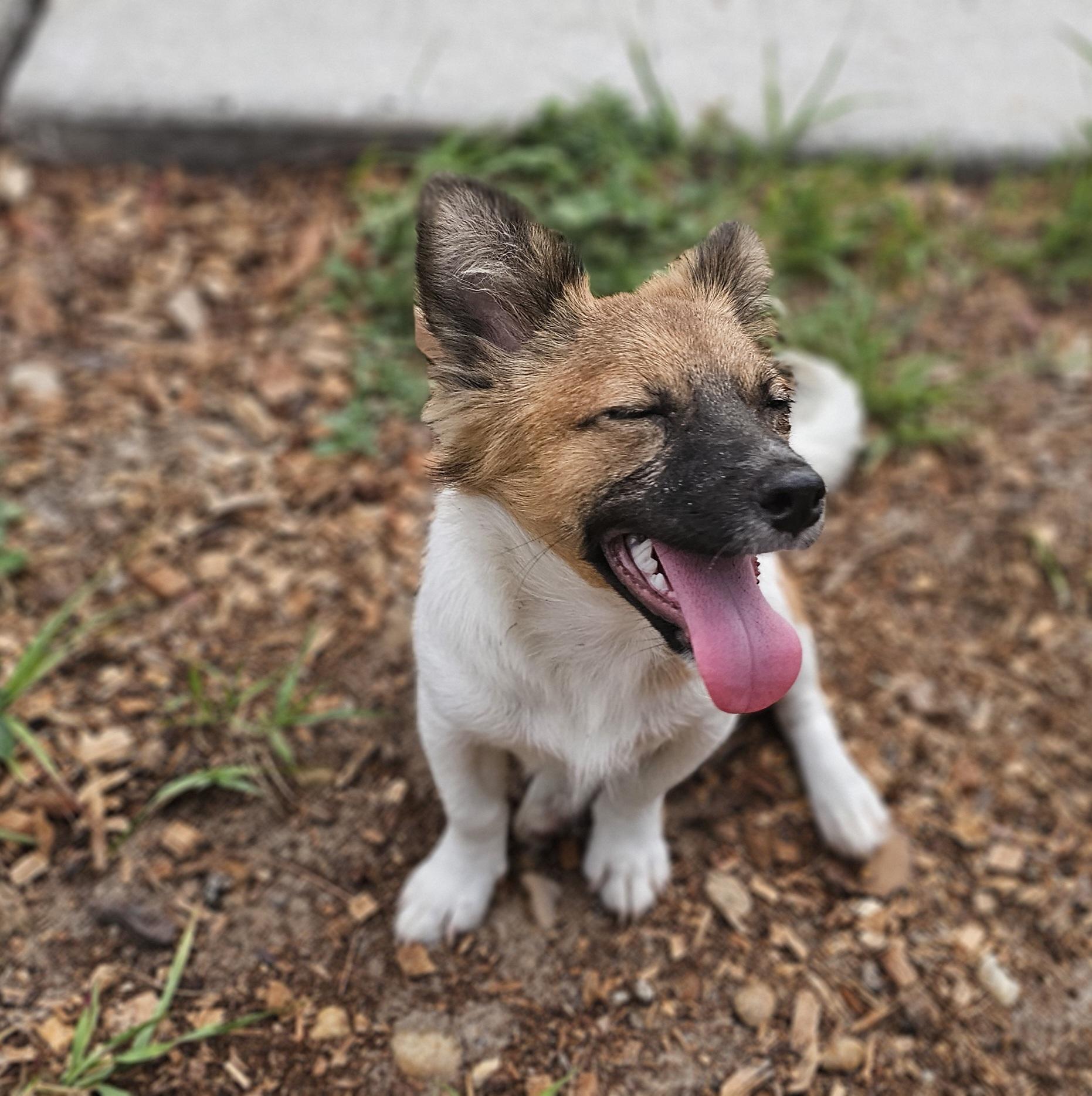 Enlarge Cricket, a ADOPTABLE mixed breed in Weeki Wachee, FL image 5/5