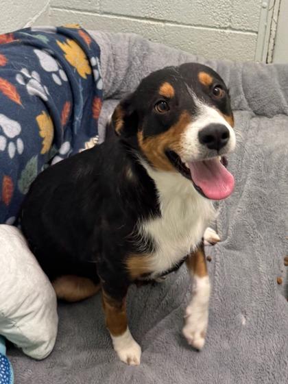 Enlarge Tripa, a Adoptable mixed breed in Moses Lake, WA image 1/2