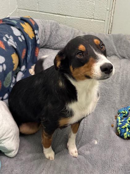 Enlarge Tripa, a Adoptable mixed breed in Moses Lake, WA image 2/2