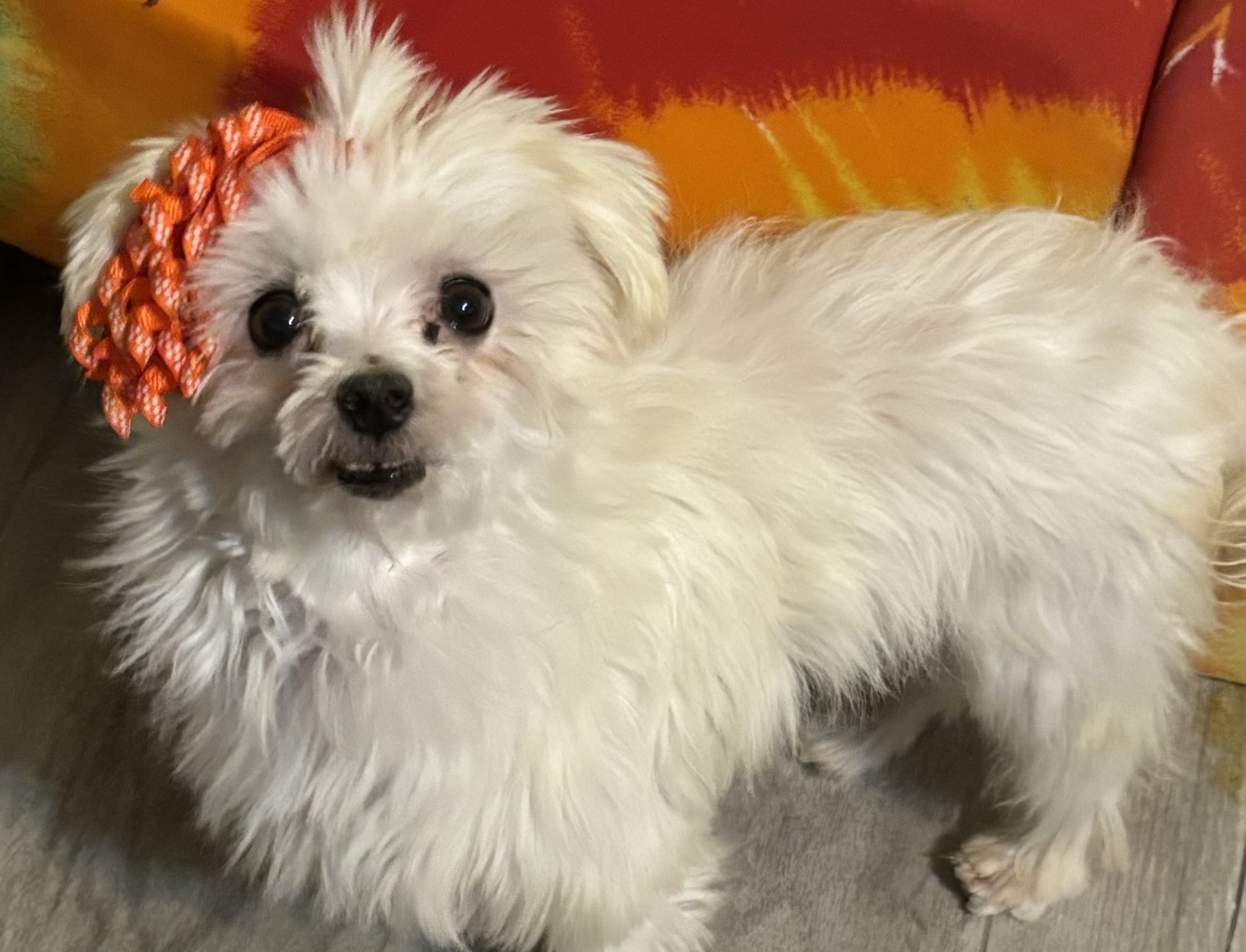 Enlarge Bryton, a Adopted Maltese in Adams, NE image 1/3