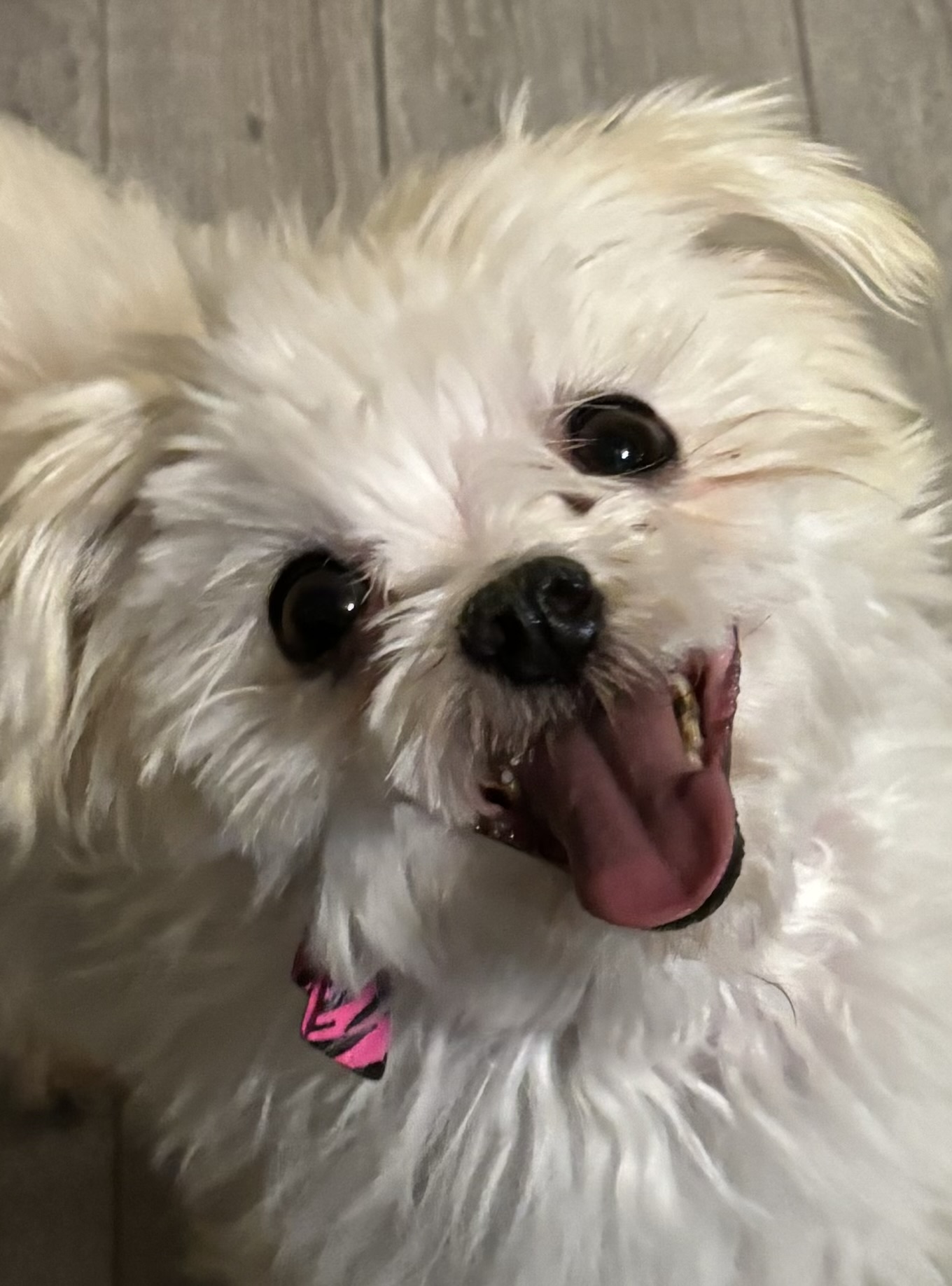 Bryton, Adopted, Young Female Maltese.